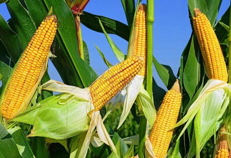 В Агджабеди будут выращивать кукурузу для попкорна