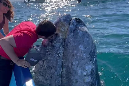 Огромный кит вынырнул к туристам за поцелуем