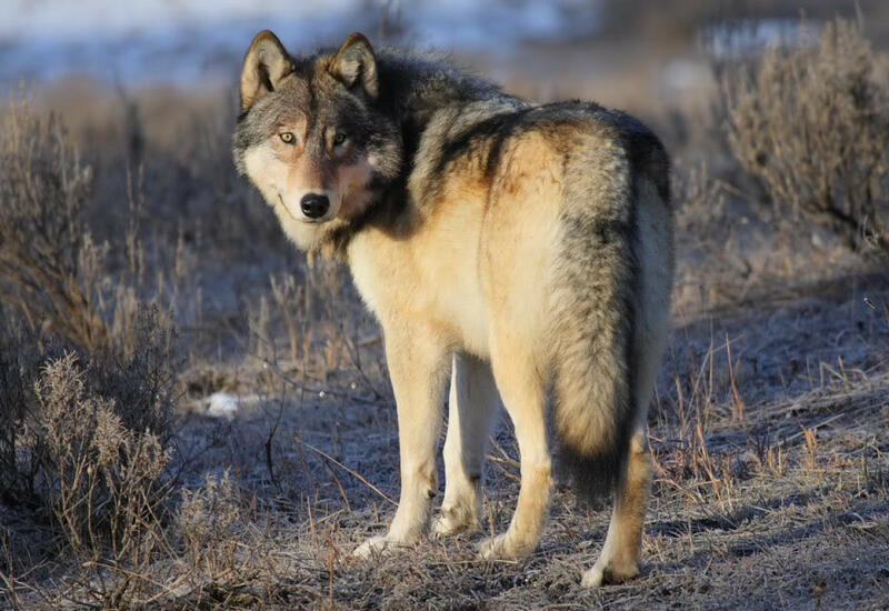Охота на волков в Азербайджане запрещена