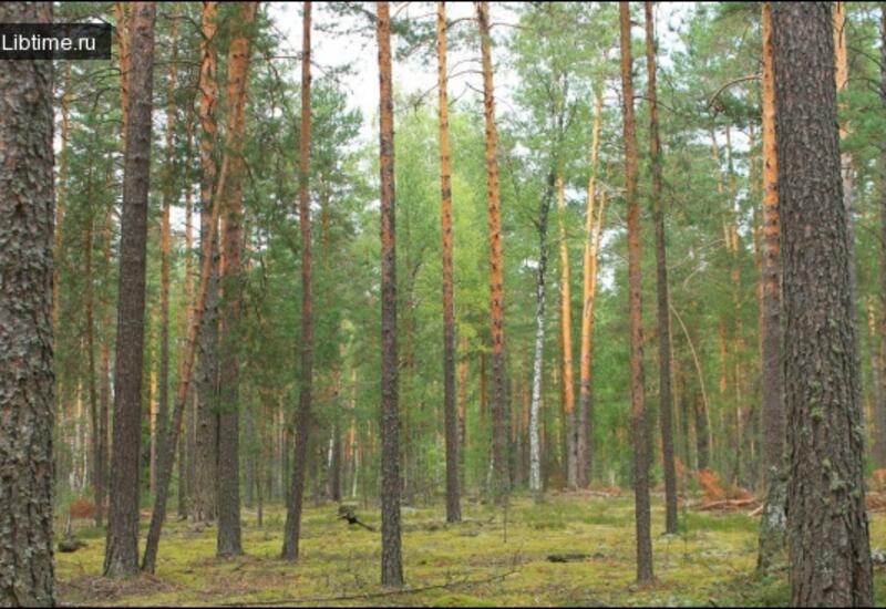Названа неожиданная роль лесов в борьбе с глобальной угрозой