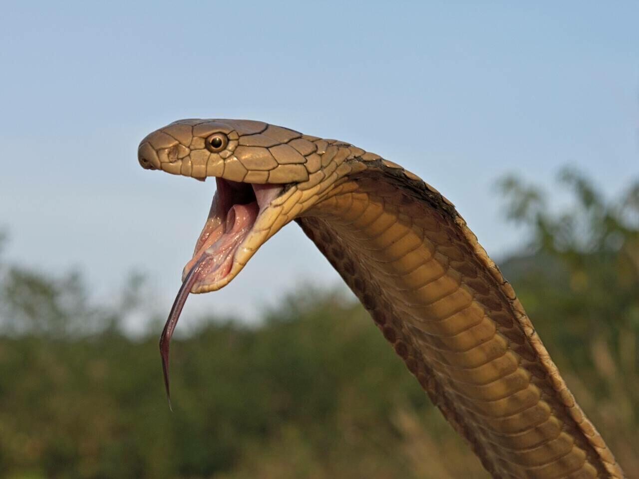 В Индии королевская кобра проникла в жилой дом - ВИДЕО