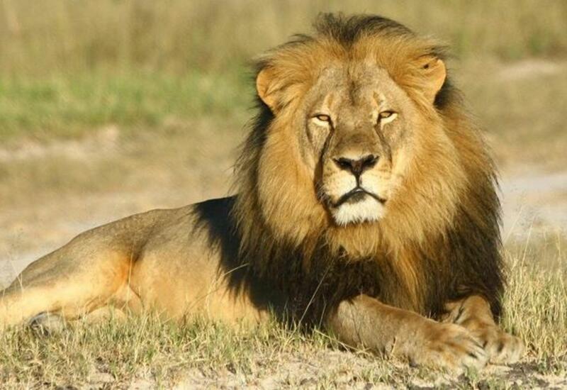 Мужчина убил льва голыми руками и съел его