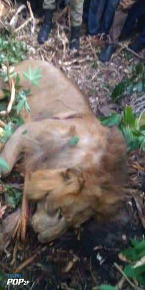 Мужчина убил льва голыми руками и съел его