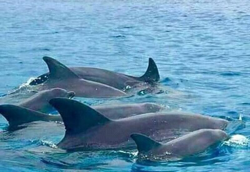 В Сочи начали массово гибнуть дельфины