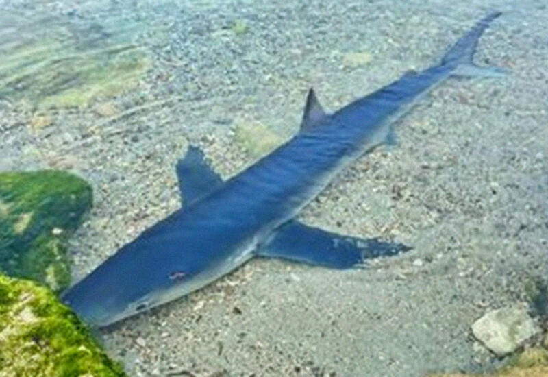 Двухметровая акула напугала отдыхающих на Ибице