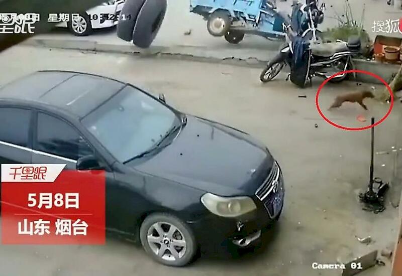 «Погоня» грузового колеса за собакой в Китае