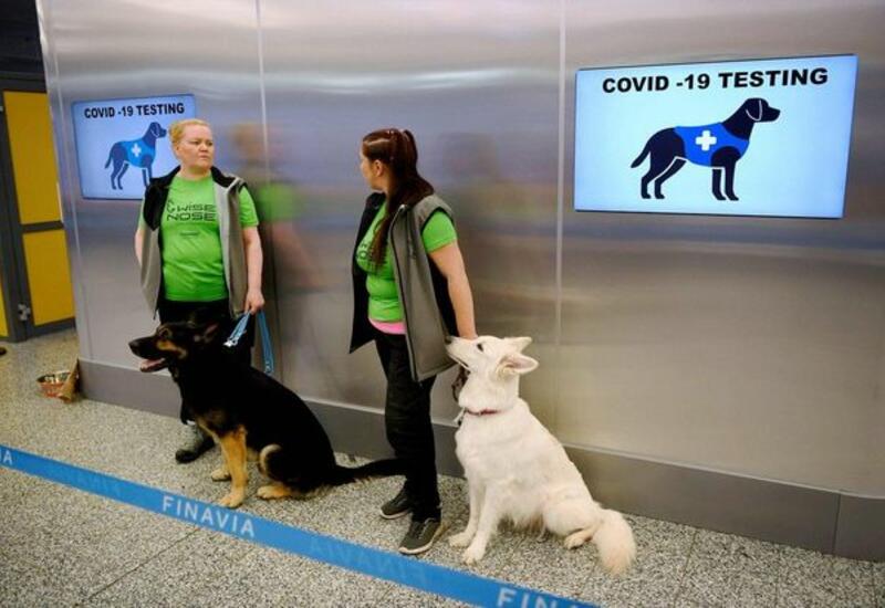 Собак надрессировали определять больных коронавирусом в аэропортах