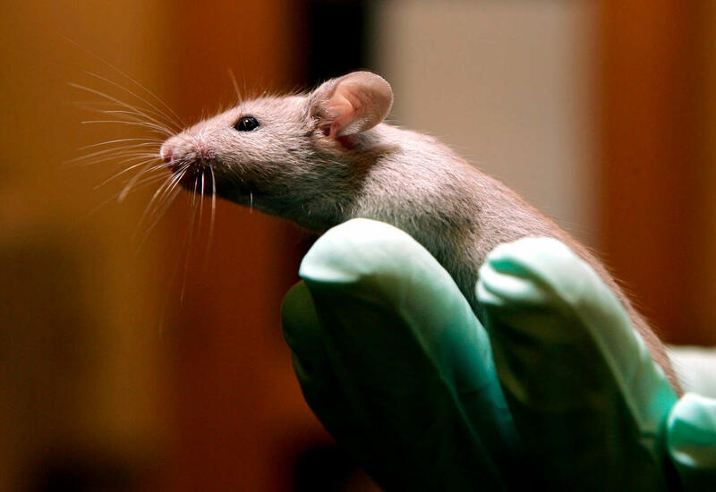 Препарат для лечения травм спинного мозга показал эффективность на мышах