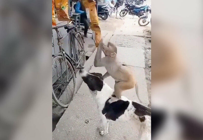 В соцсетях завирусилось видео с собакой и обезьяной, пытавшимися украсть чипсы