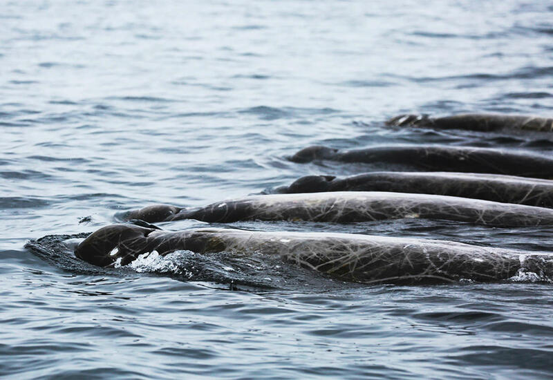 У Курильских островов обнаружили новый вид китов