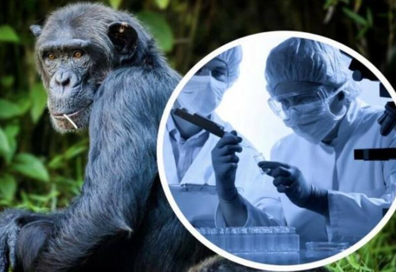 Еще в одной стране зафиксировали первый возможный случай оспы обезьян