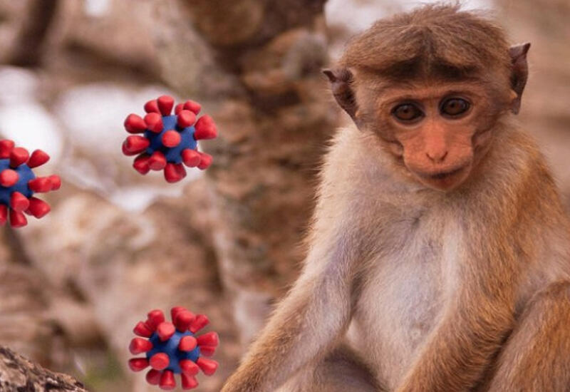 Стало известно новое название оспы обезьян