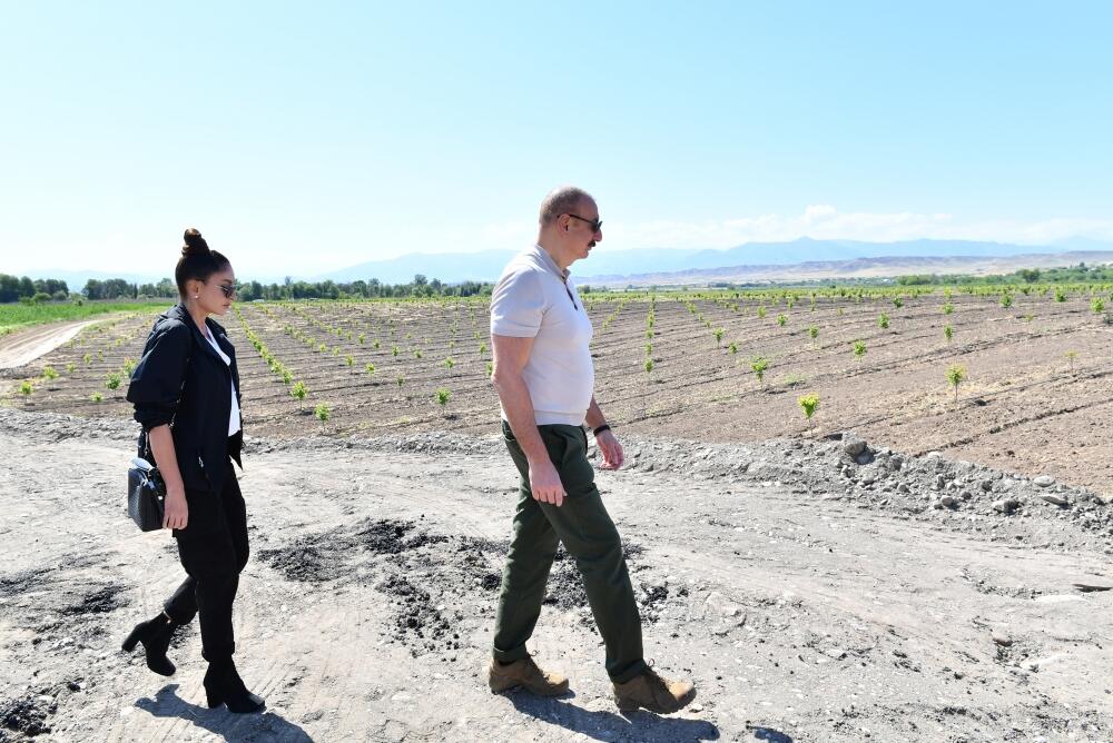 Президент Ильхам Алиев и Первая леди Мехрибан Алиева ознакомились с интенсивным фруктовым садом в Зангиланском районе