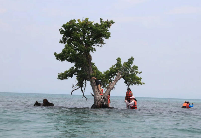 В Таиланде пытаются спасти популярное дерево от любителей селфи