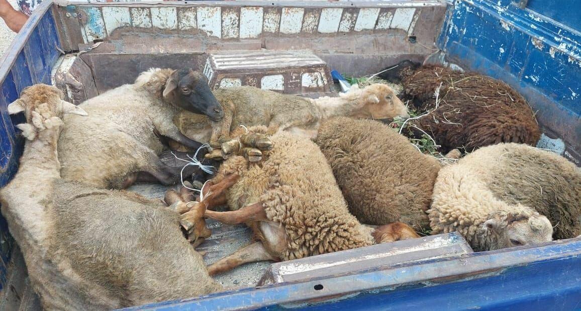 В Лянкяране задержаны подозреваемые в краже овец
