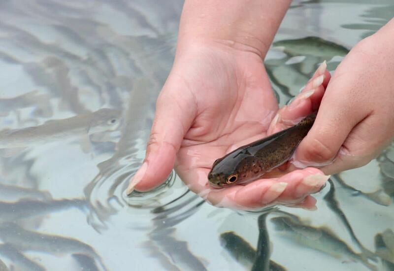 В рамках проекта «Богатые бассейны» мальков рыб выпустили в природные водоемы