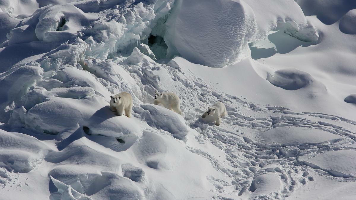 Новую популяцию белых медведей обнаружили в Гренландии
