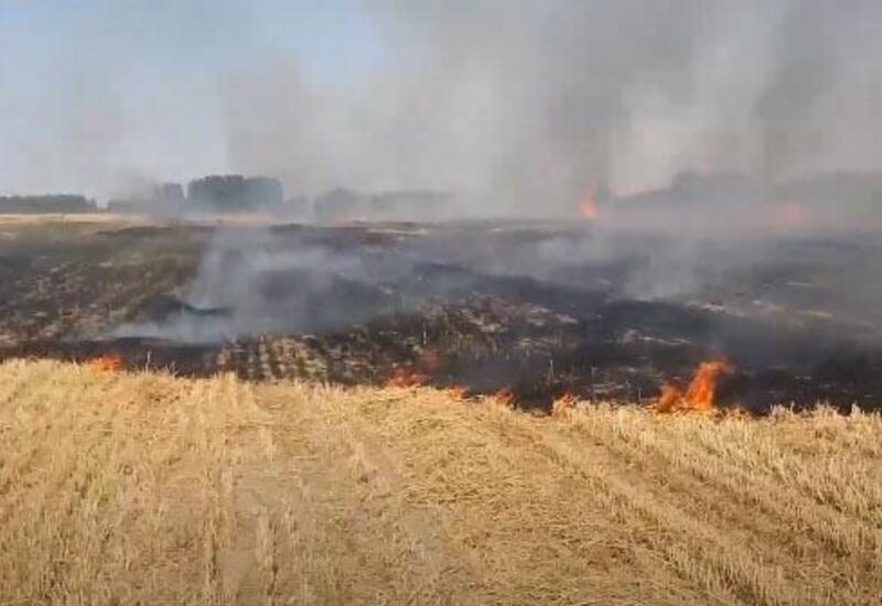 Пожар на пшеничном поле в Кюрдамире