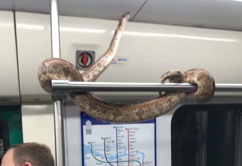 Змею заметили на поручне в петербургском метро