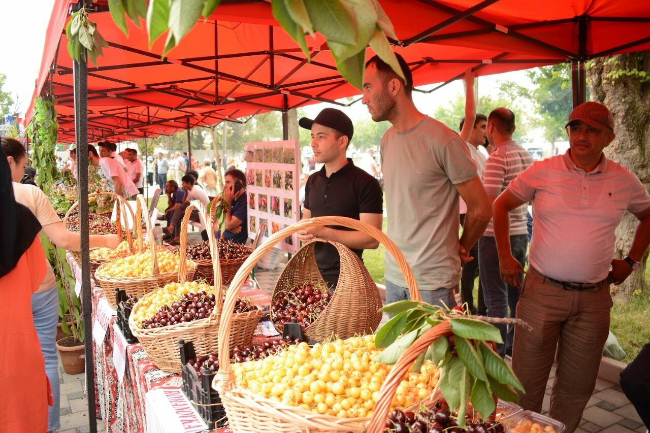 Первый Фестиваль черешни и вишни в Хачмазе