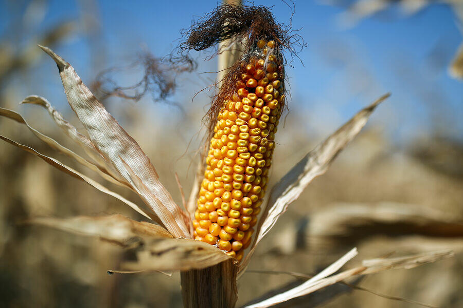 Врач назвал неожиданное полезное свойство кукурузы