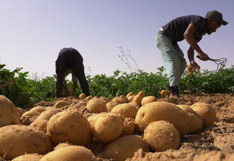 Продовольственные оазисы в алжирской Сахаре