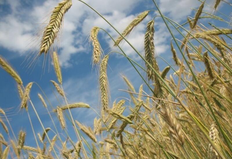 Грузия запретила экспорт зерна