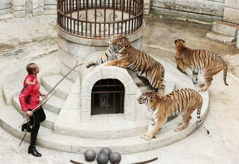 В шоу «Форт Боярд» живых тигров заменят 3D-моделями