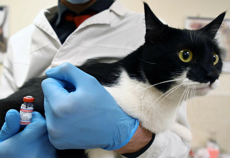 Ученые зафиксировали первый случай заражения коронавирусом от кошки