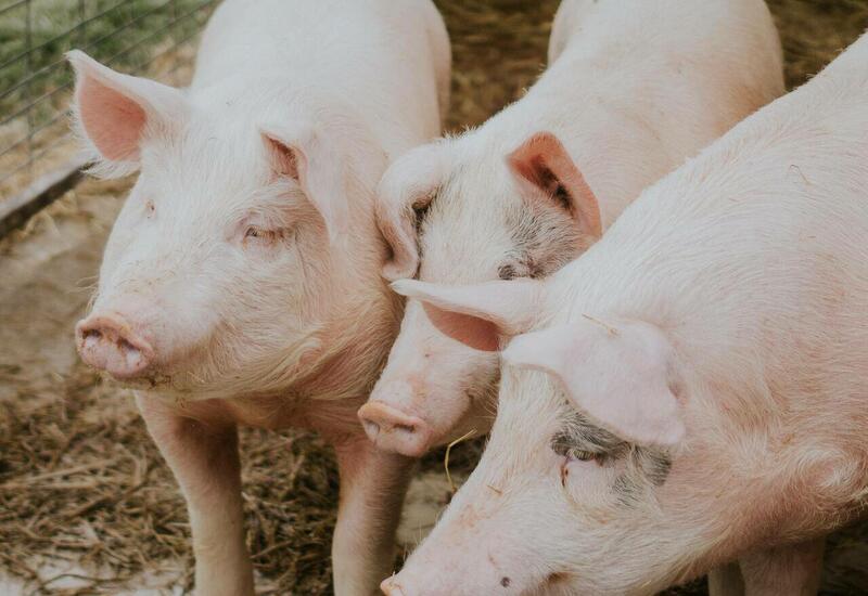 У свиней нашли устойчивую к антибиотикам супербактерию