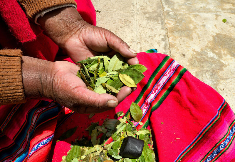 В Боливии появилась госкомпания по выращиванию и переработке коки