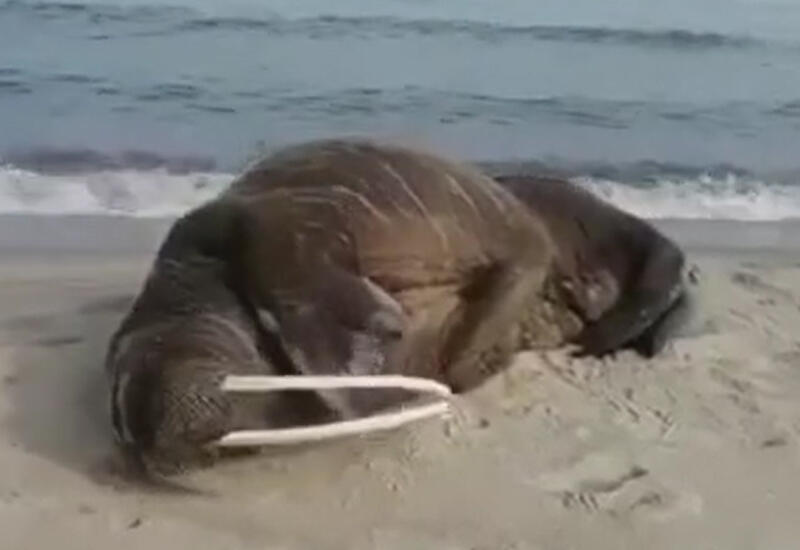 На пляже Калининграда спасают впервые там появившегося моржа