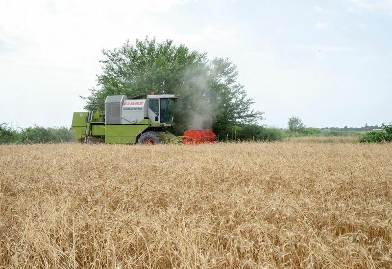 В Азербайджане уборка зерновых завершена почти на половине посевных площадей