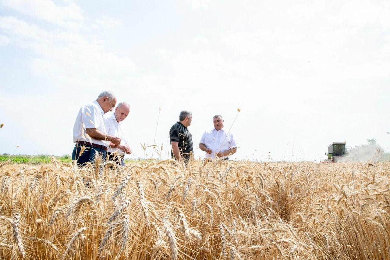 В Азербайджане уборка зерновых завершена почти на половине посевных площадей