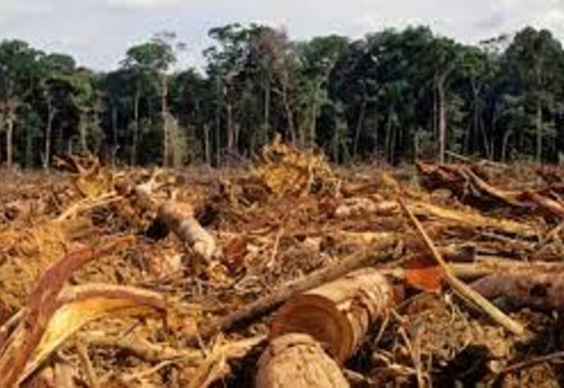 В лесах Амазонии вырубили рекордное количество деревьев