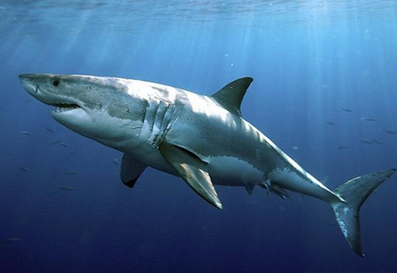 Еще одна женщина погибла в результате нападения акулы в Египте
