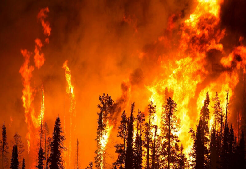 В России за сутки ликвидировали лесные пожары площадью более 22 тыс. га