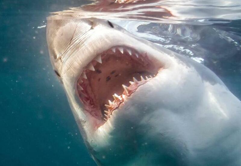 В Сети появились новые кадры с места атаки акулы на туристку в Египте