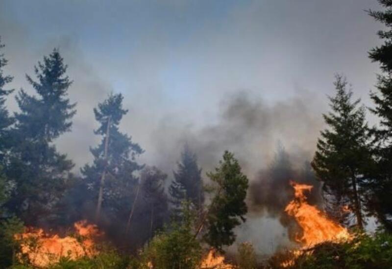 Лесной пожар начался в Стамбуле