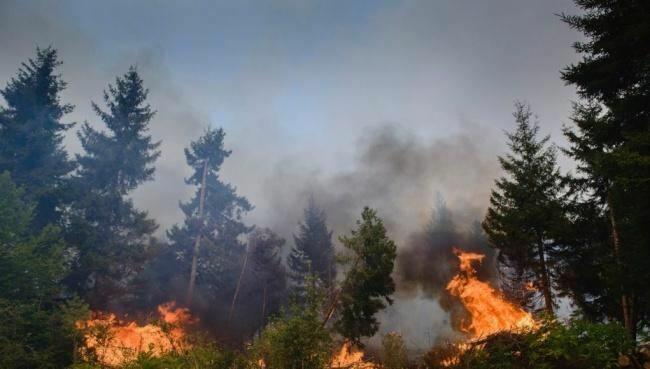 В Казахстане растет число погибших из-за лесных пожаров