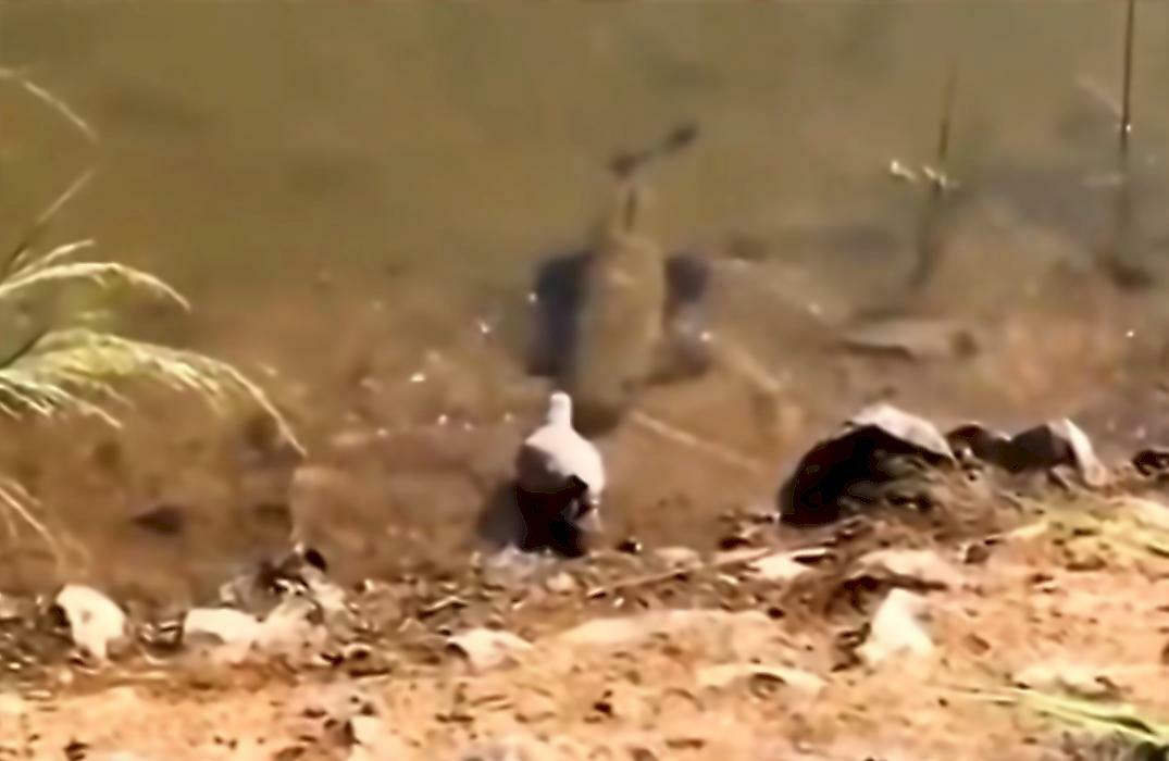 Охота кровожадного сома на голубя попала на видео во время рыбалки
