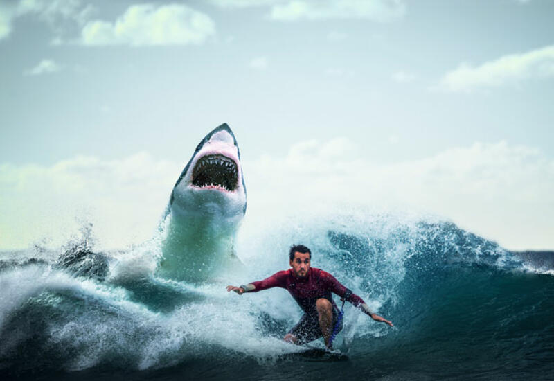 Туристам раскрыли способ спасти себе жизнь при нападении акулы