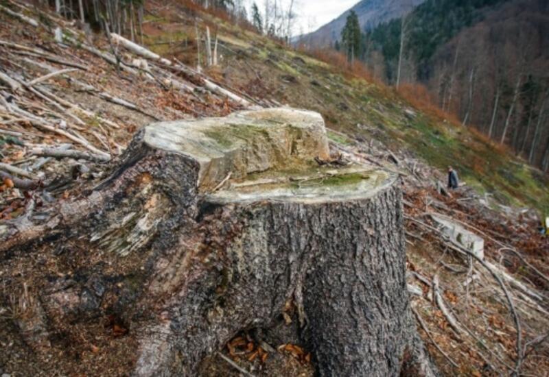 В Венгрии разрешили вырубку заповедных лесов