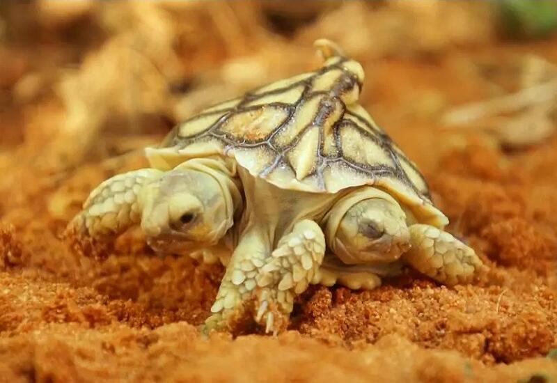 Двухголовая черепаха может прожить до 100 лет