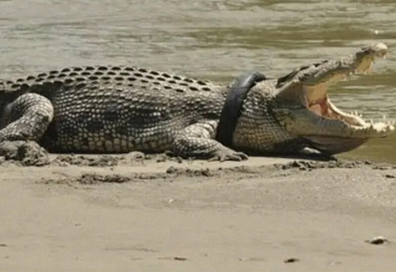 Вымирание крокодилов приведет к экологической катастрофе
