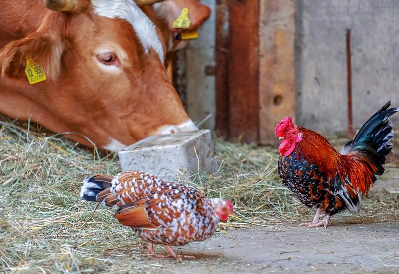 Ограничен ввоз в Азербайджан крупного рогатого скота и курицы из двух стран