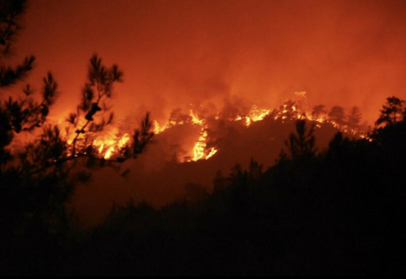 В Европе из-за жары выгорело 660 тыс. га лесов