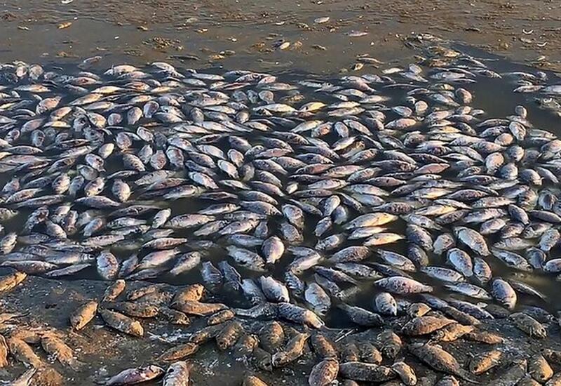 В Польше и Германии пытаются выяснить причину массовой гибели рыбы