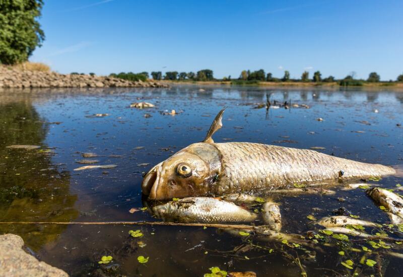 Причины массовой гибели рыбы в Одере до сих пор не выяснены
