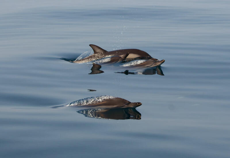 Посетителей пляжей в Японии предупредили об агрессивном дельфине